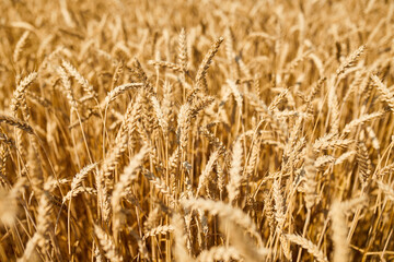 Close up wheat harvest, wheat field  background in the sun day, summer, agriculture..