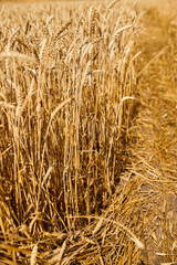 Close up wheat harvest, wheat field  background in the sun day, summer, agriculture..