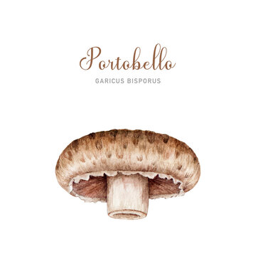 Portobello mushroom single image. Watercolor illustration. Hand painted Agaricus bisporus fungus elementd. Portobello mushroom side view image. Vintage style. Edible fungus isolated white backgroun