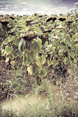 Ripe sunflower field flooded after a rainstorm - toned image