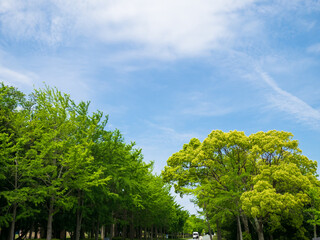 爽やかな青空と美しい緑色の樹木