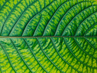 green leaf background for wallpaper and artworks projects. The feeling ofstrong background 