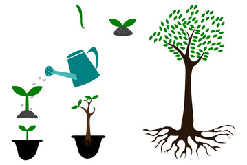 Fototapeta premium Phases plant growing, plant growing seed to tree, plant trees, go green, environment.