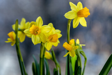 Obraz premium Beautiful Spring banner with fresh yellow daffodil flowers grow in pot on windowsill