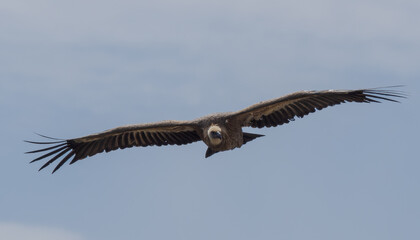 Buitre leonado en pleno vuelo