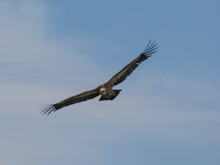 Obraz premium Buitre leonado