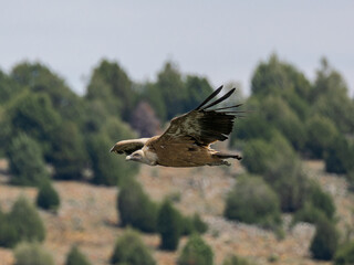 Buitre leonado en vuelo