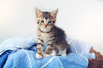 Pet, little kitten with blanket and in a basket in a white background at home after adoption, foster from shelter. Animal care, indoors and adorable or cute, young cat isolated on sheet with a bed - obrazy, fototapety, plakaty