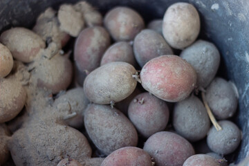 CLoseup view of red potatoes desiree in black bucket standing on ground and soil. Organic vegetables. Farming and cultivation. Harvest and crop concept. Dirty and row. Top view.