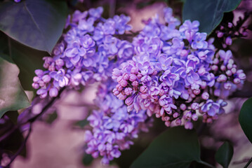 Fresh flowers lilac in a park