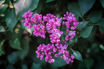Fresh flowers lilac in a park © Aleksei