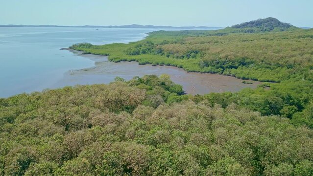 Aerial Mangrove forest ecosystem, Chiriqui gulf, Panama, Central America - stock video