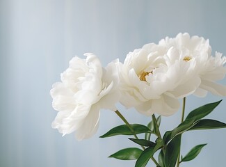 Fresh white peony flowers on light gray table background. Empty place for emotional, sentimental text, quote or sayings. Closeup. created with Generative AI technology