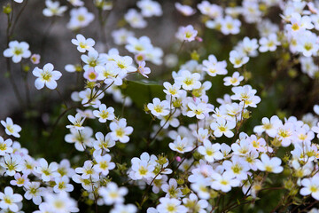 White saxifraga many blossoms in a bunch in the garden.