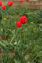Obraz premium Colorful flowers tulips growing under sunlight in the garden. Natural floral spring background.