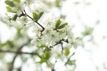 Blossoms on the apple and pears trees in spring