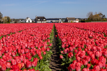 Fields of blooming tulips near Lisse in the Netherlands