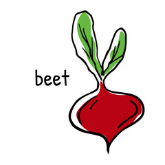 Vegetable root. Beetroot with leaves. Vector illustration of beet with its name. Linear hand drawing, outline for design and decoration, menu design and recipes