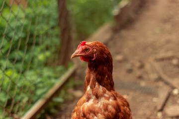 hen is hatching the egg in the coop and Rooster is standing in the background at a bio farm. Hens in hen house. Chicken eggs in hen house. Chicken farm.