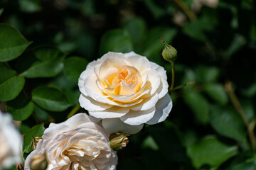 Full blooming of rose variety 
