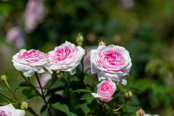 Full blooming of rose variety "Konegin von Danemark" in Japan