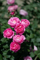 Full blooming of rose variety 