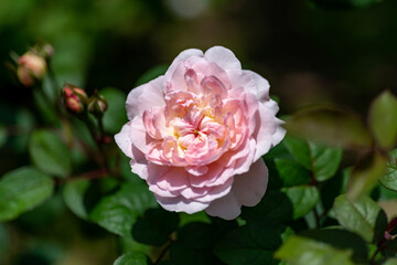 Full blooming of rose variety "Masako" in Japan