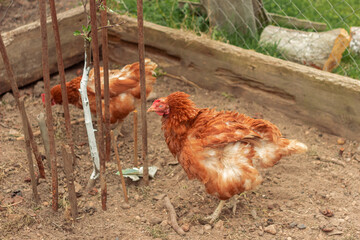 hen is hatching the egg in the coop and Rooster is standing in the background at a bio farm. Hens in hen house. Chicken eggs in hen house. Chicken farm.