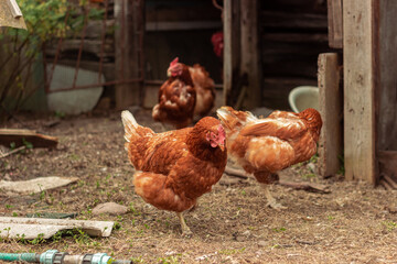 hen is hatching the egg in the coop and Rooster is standing in the background at a bio farm. Hens in hen house. Chicken eggs in hen house. Chicken farm.