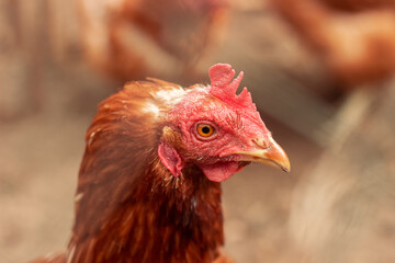 hen is hatching the egg in the coop and Rooster is standing in the background at a bio farm. Hens in hen house. Chicken eggs in hen house. Chicken farm.