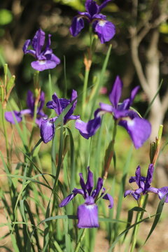 花しょうぶ