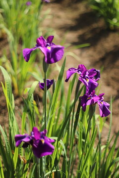 花しょうぶ