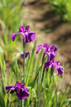 花しょうぶ