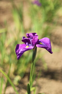 花しょうぶ