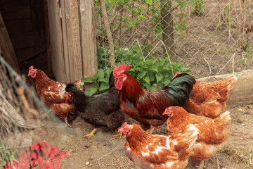 hen is hatching the egg in the coop and Rooster is standing in the background at a bio farm. Hens in hen house. Chicken eggs in hen house. Chicken farm.