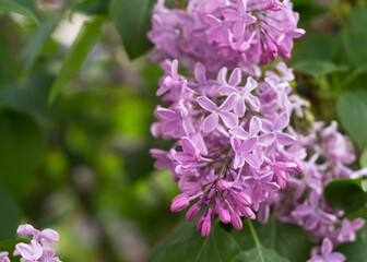 Fototapeta na wymiar Beautiful lilac flowers blooming in the garden
