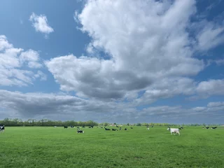Fotobehang Cows in a meadow in Friesland    Koeien in een wei in Friesland © Holland-PhotostockNL