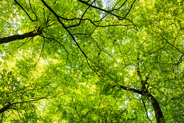 Spring sunrise in La Fageda D En Jorda Forest, La Garrotxa, Spai