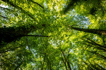 Spring sunrise in La Fageda D En Jorda Forest, La Garrotxa, Spai