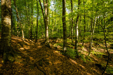 Spring sunrise in La Fageda D En Jorda Forest, La Garrotxa, Spai