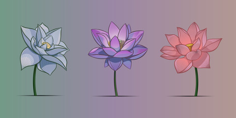 Lotus 3 colors