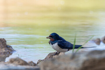 Rauchschwalbe (hirundo rustica) sammelt Lehm zum Nestbau