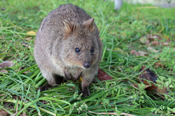 quokka at rottnest island in australia