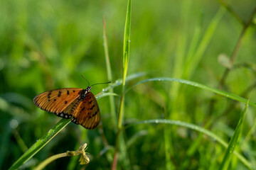 butterfly on grass