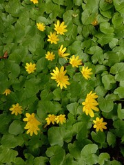 A bright flowerbed with yellow flowers