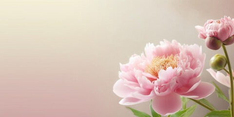 Naklejka na ściany i meble Peony flower blurred background with bokeh and copy space by generative AI tools