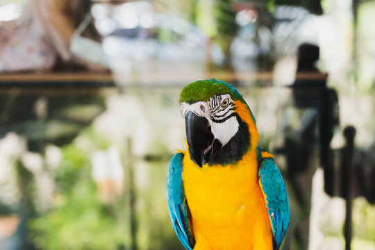 South American macaw ara parrot sitting outdoor close up.