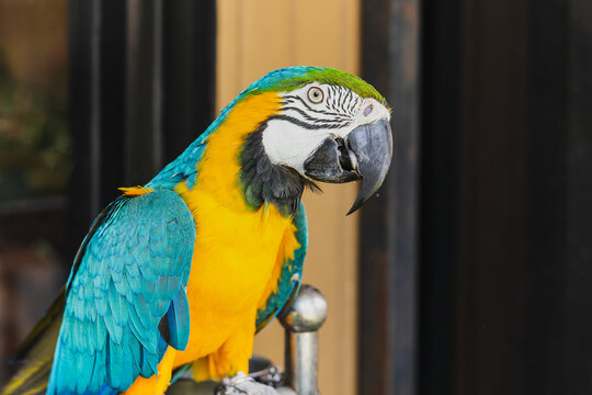 South American macaw ara parrot sitting outdoor close up.