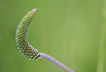 Medicinal plant Plantago on green background.	