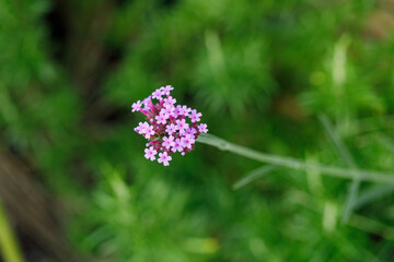 Verbena bonariensis